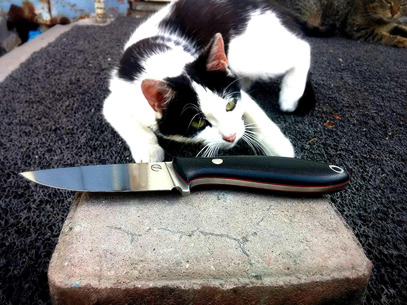 Кот с ножом фото Ножи и коты (knives & cats) : Холодное оружие