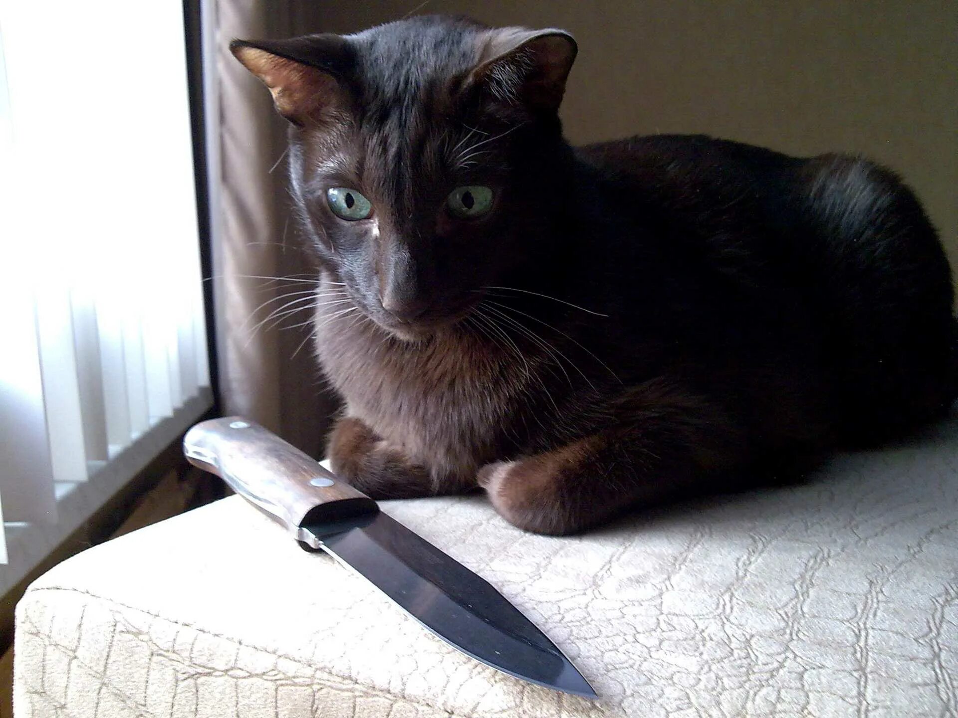 Кот с ножом фото Ножи и коты (knives & cats) : Холодное оружие