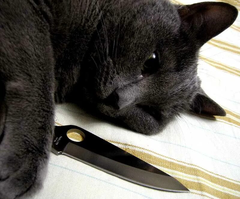 Кот с ножом фото Ножи и коты (knives & cats) стр 4 : Guns.ru Talks