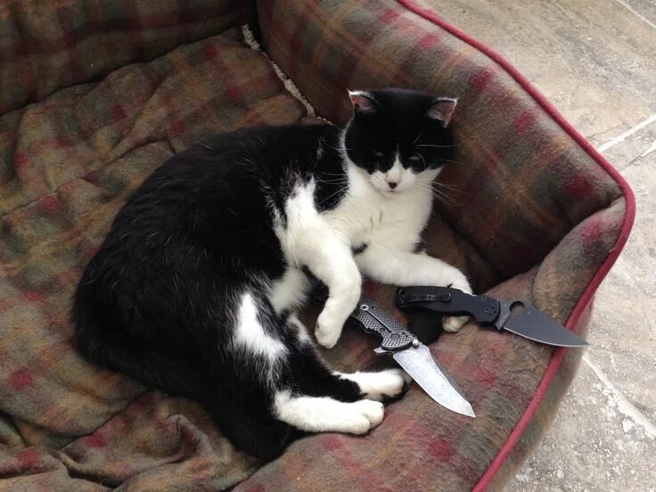 Кот с ножом фото Pin on CATS Cats, Cat memes, Cute animals