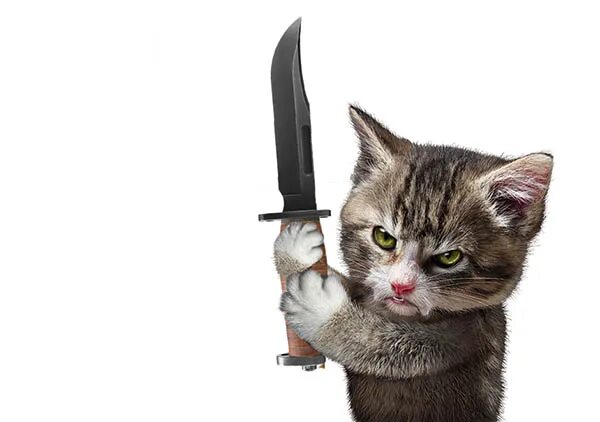 Кот с ножом фото The U.K. Briefly Considered Killing All Pet Cats Early in the Pandemic