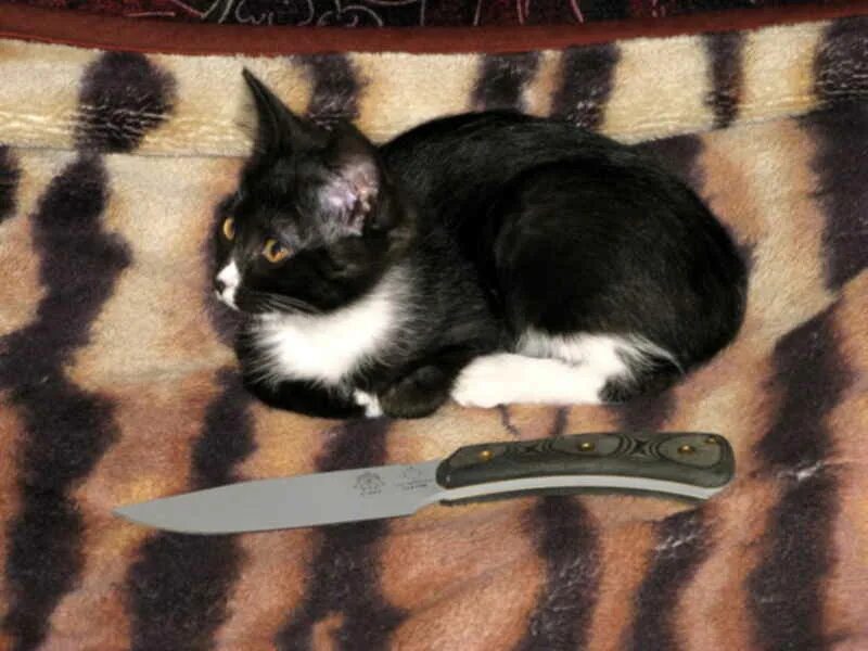 Кот с ножом фото Ножи и коты (knives & cats) стр 8 : Guns.ru Talks