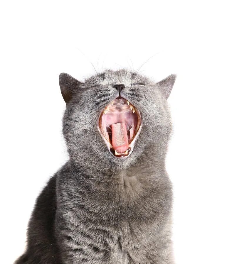 Кот с открытым ртом фото Cat with an open mouth. stock image. Image of scottish - 11716131