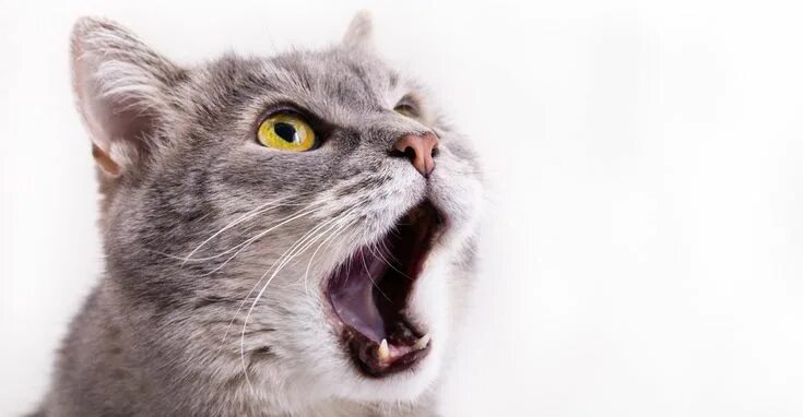 Кот с открытым ртом фото Why Your Cat Won’t Stop Meowing Chat fou, Chat, Comportement chat