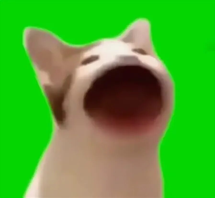 Кот с открытым ртом фото Pop Cat Green screen Pop cat, Greenscreen, Cat greens