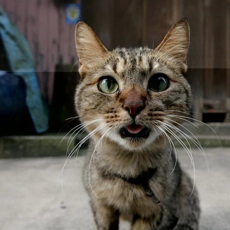 Кот с открытым ртом фото Pin en Cute animals Fotos divertidas de gatos, Meme gato, Humor divertido sobre 