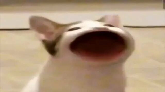 Кот с открытым ртом фото Кот широко открывает рот (Pop Cat) и говорит БАЦ (EARRAPE) (ГРОМКИЙ) - смотреть 