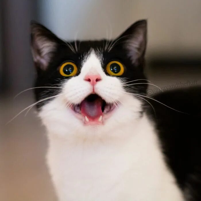 Кот с открытым ртом фото Meet Izzy, The Cat With The Most Expressive Face Crazy cats, Cats, Pet day