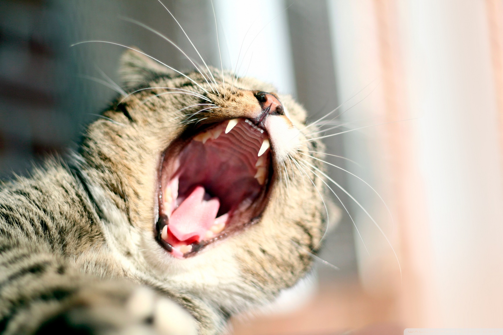 Кот с открытым ртом фото Cat Yawning Ultra HD Desktop Background Wallpaper for 4K UHD TV : Widescreen & U