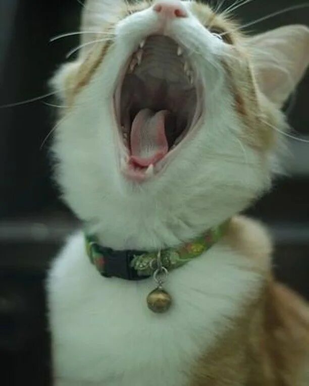 Кот с открытым ртом фото @ahappycatmeowz posted to Instagram: Ohhh how wonderful! Life is beautiful! Samm