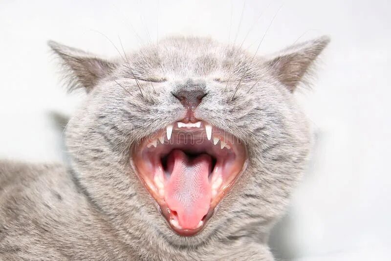 Кот с открытым ртом фото Cat with an open mouth. stock image. Image of scottish - 11716131
