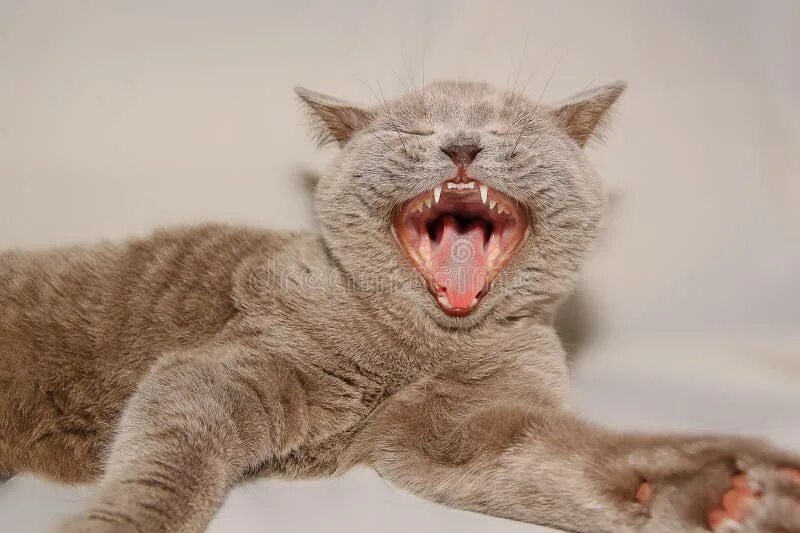 Кот с открытым ртом фото Cat with open mouth stock image. Image of humor, kitten - 25534887
