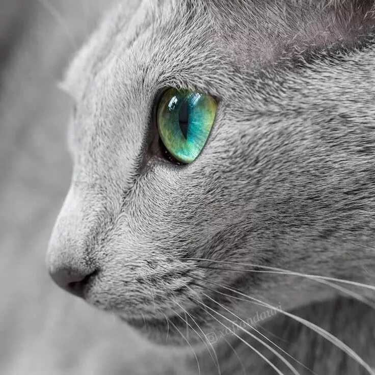 Кот с серыми глазами фото Голубая шуба и зеленые глаза Gato azul ruso, Ojos verdes, El gato azul
