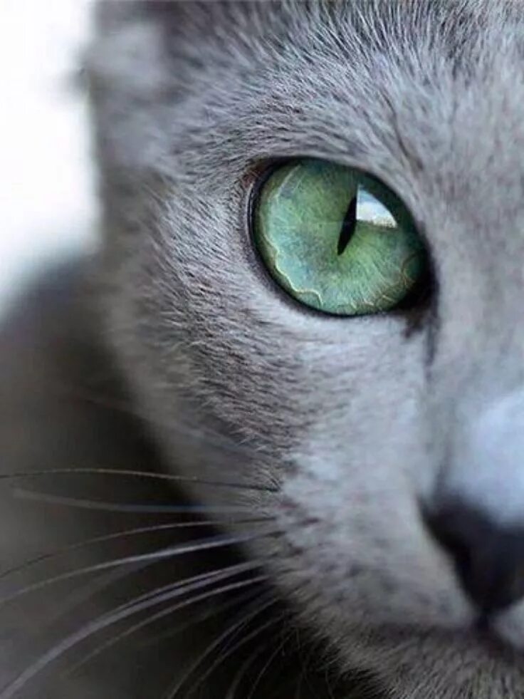 Кот с серыми глазами фото Épinglé par Gretchen Thompson sur Cats Chats et chatons, Chats bleus, Animaux mi