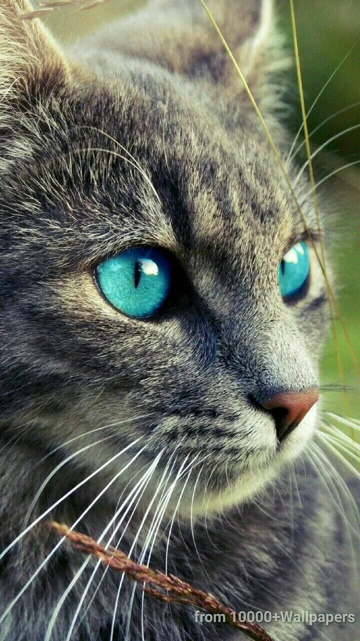 Кот с серыми глазами фото animeaux in 2023 Pretty cats, Cute cats, Beautiful cats