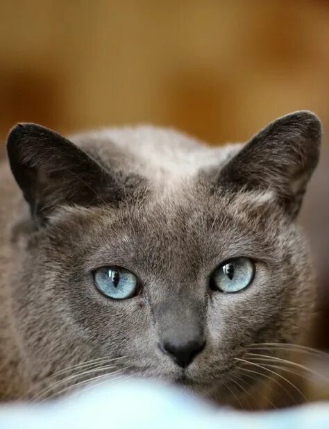 Кот с серыми глазами фото 29 Cats ideas cats, crazy cats, cute cats