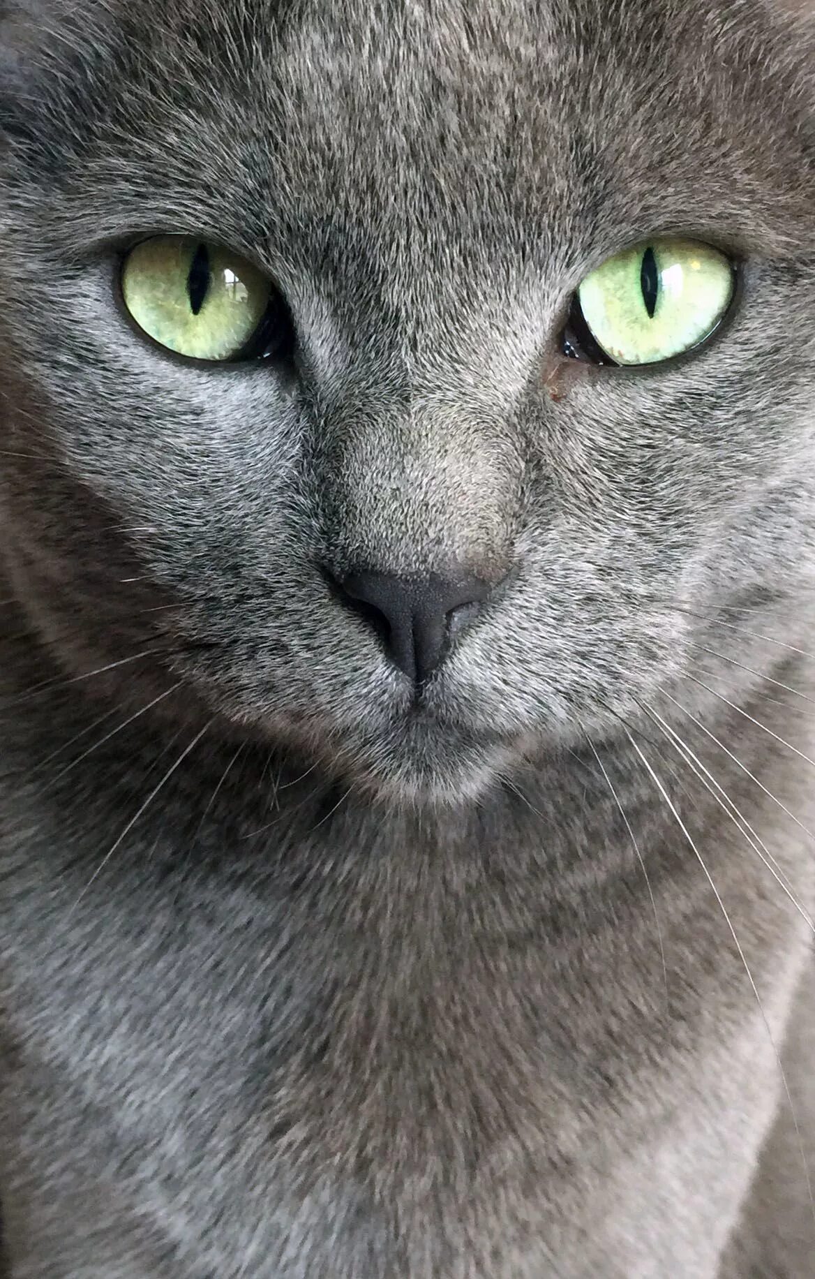 Кот с серыми глазами фото Beautiful gray kitty. Russian blue, Blue cats, Grey cats