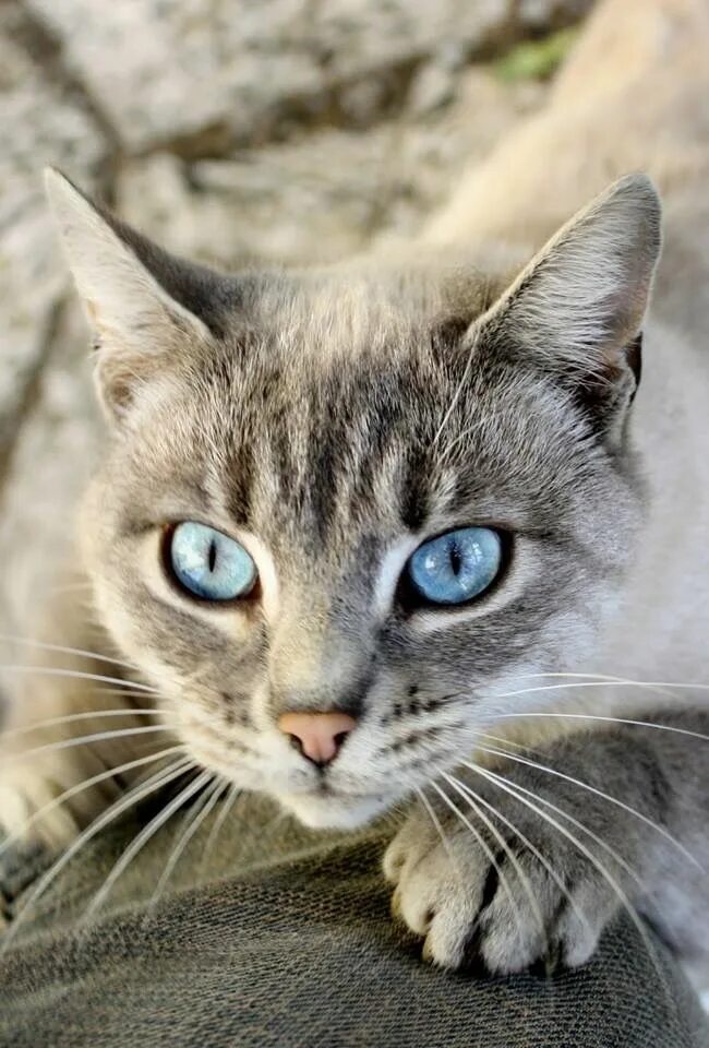 Кот с серыми глазами фото ❤ ️❤ ️❤ Siamese cats, Cute cats, Cats
