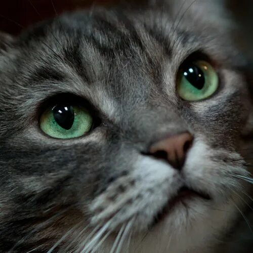 Кот с серыми глазами фото thelordismylightandmysalvation Katzenbabys, Katzen, Baby