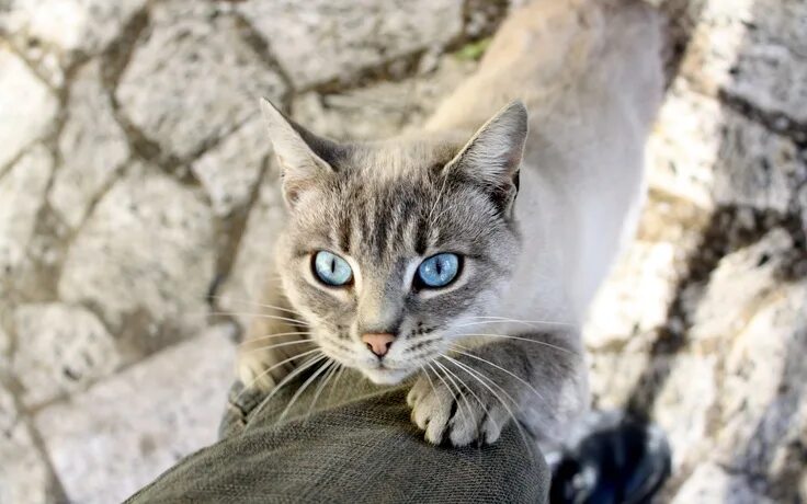 Кот с серыми глазами фото Wallpaper Cats, Animals, Cats and kittens