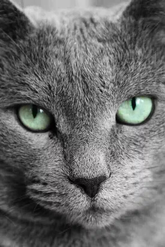 Кот с серыми глазами фото I Splashed Милые котики, Котопес, Голубые кошки