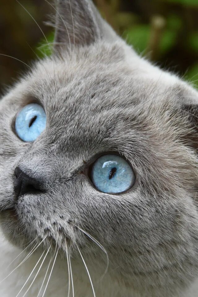 Кот с серыми глазами фото Download wallpaper animal, Cat, grey, blue eyes, section cats in resolution 640x