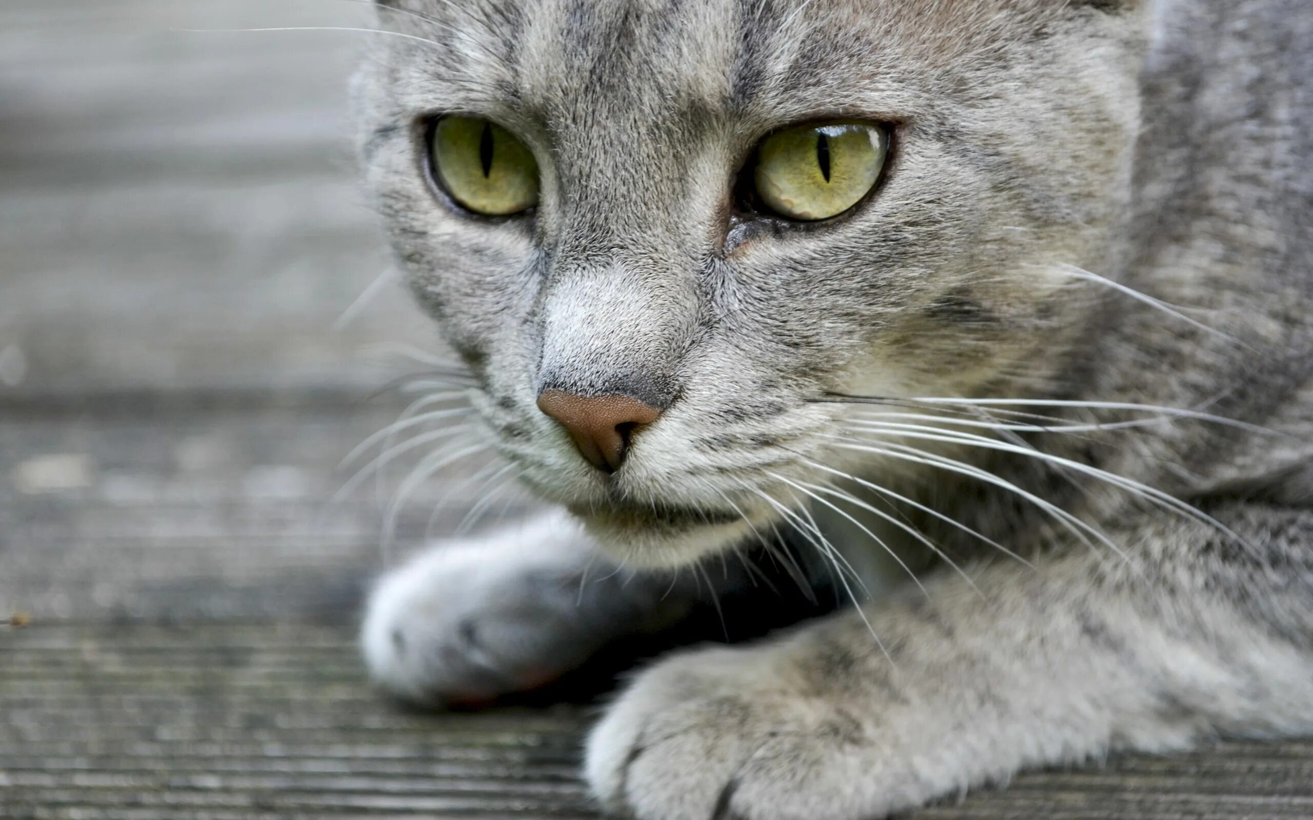 Кот с серыми глазами фото Pin on 0 Cats -- Soul Therapy ● White kittens, Cats, Animals