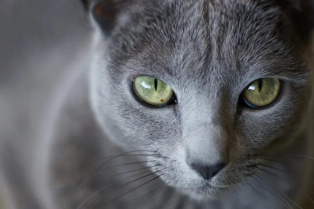Кот с серыми глазами фото Emily Russian blue, Animals, Cute animals