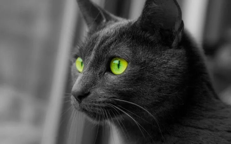 Кот с зелеными глазами фото Фотографии с симпатичными котиками