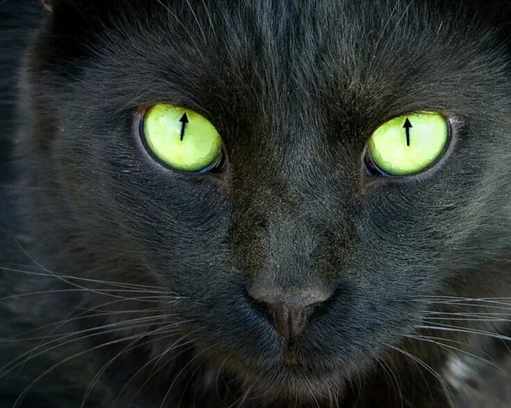 Кот с зелеными глазами фото So I've heard you liked cats and subliminal messaging... Black cat breeds, Cats,
