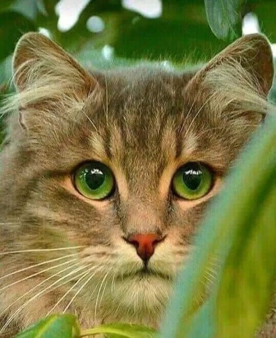 Кот с зелеными глазами фото cuteandadorable: "I see U!❤ ❤ " Beautiful cats, Gorgeous cats, Baby cats