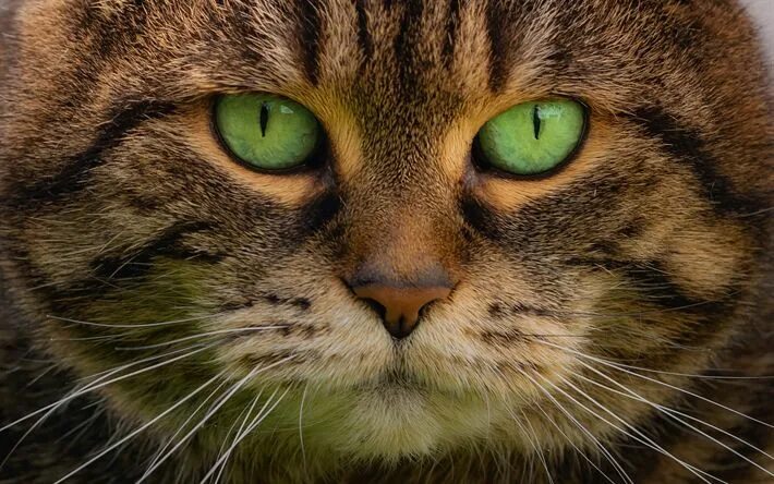Кот с зелеными глазами фото Download wallpapers cat, portrait, green eyes, brown cat, pets for desktop free.
