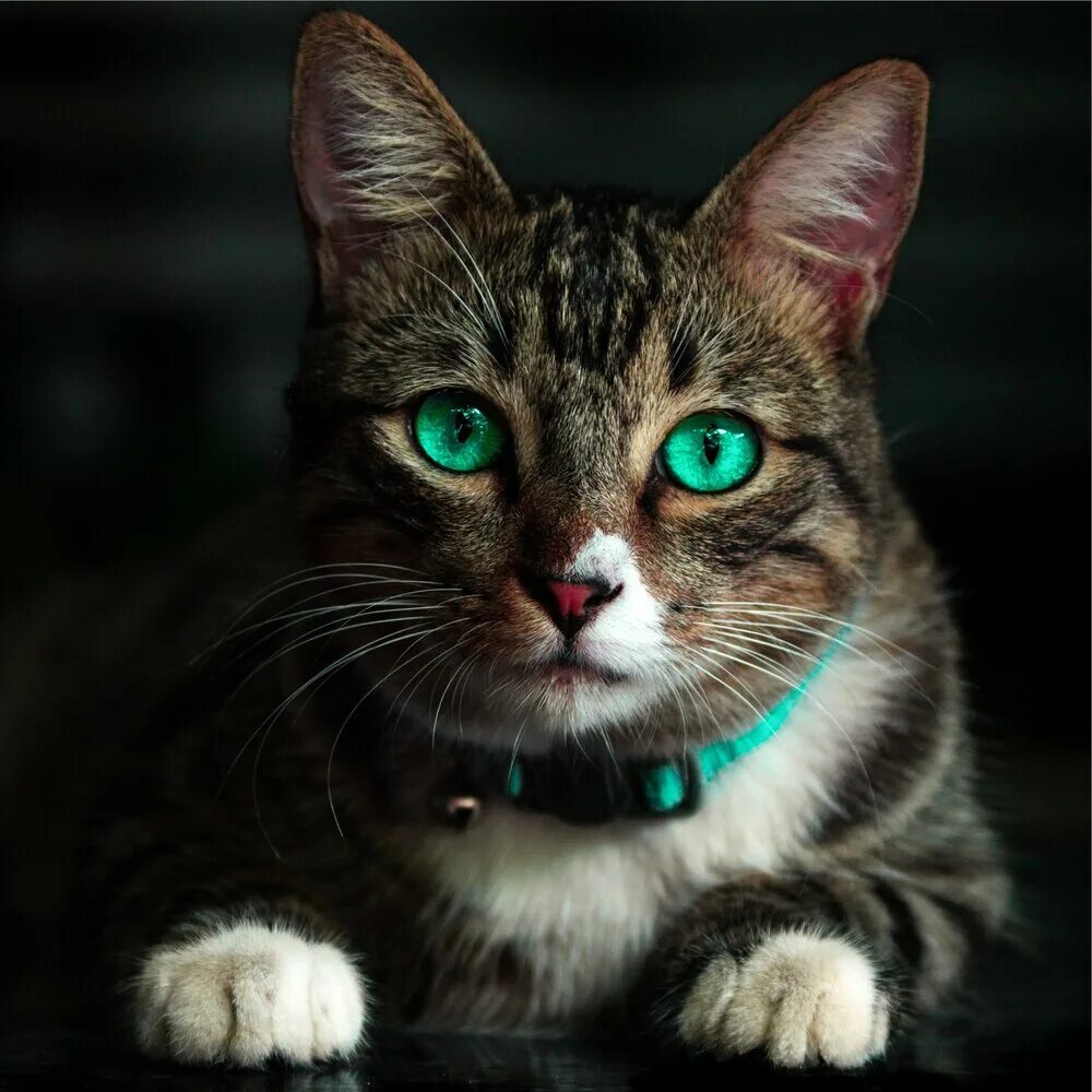 Кот с зелеными глазами фото Cat Music Dreams, Music for Resting Cats, Music for Relaxing Cats альбом Calm & 