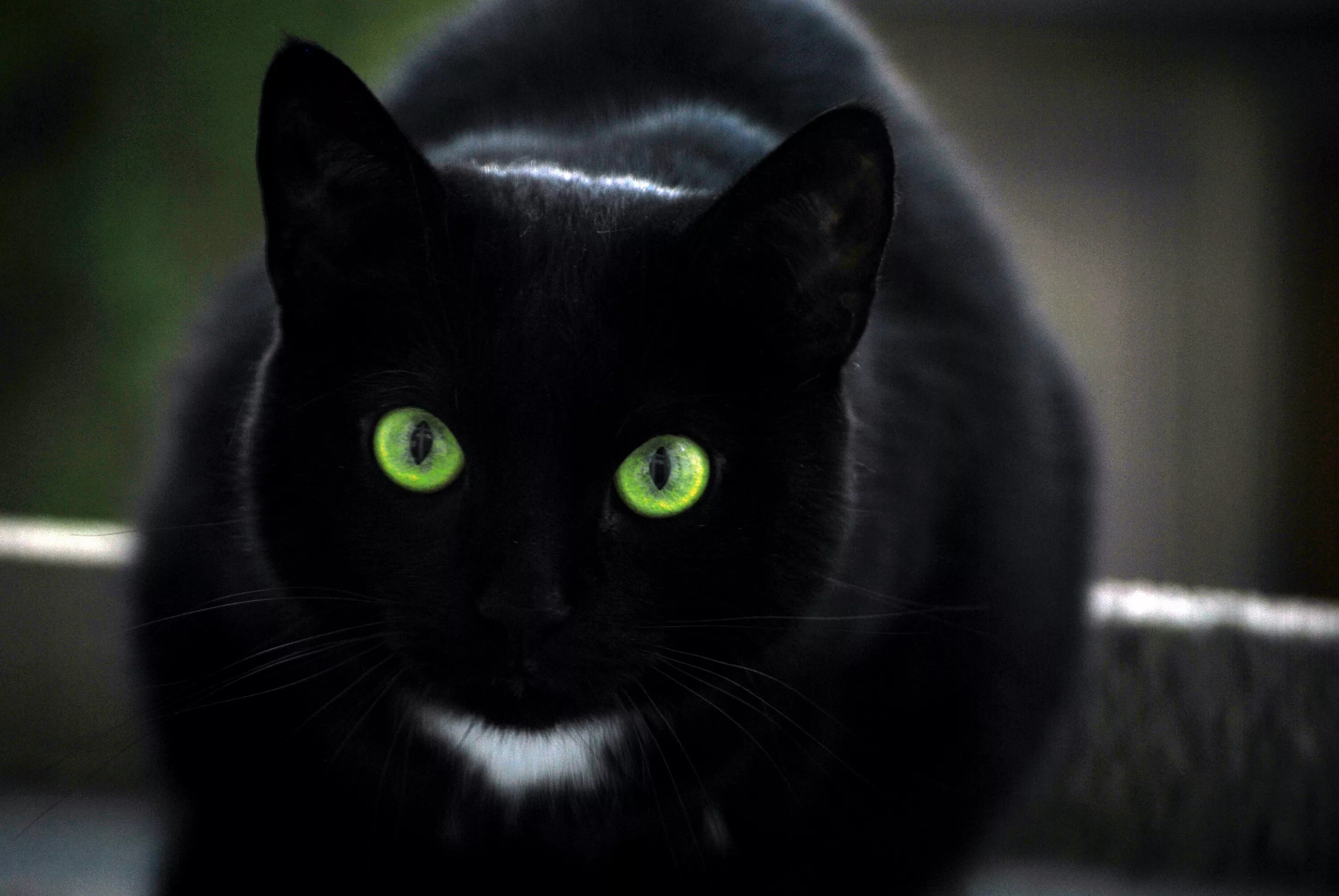 Кот с зелеными глазами фото Pin by Aleen on Cats Cute black cats, Black cat appreciation day, Cute cat wallp