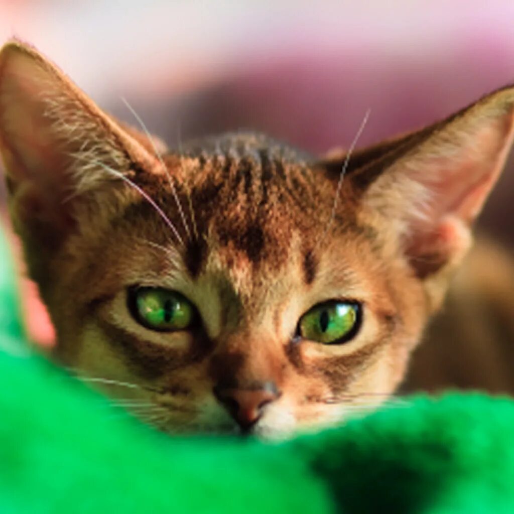 Кот с зелеными глазами фото Abyssinian Information, care & description. Pet Paw Gattini, Gatti, Gatti e gatt
