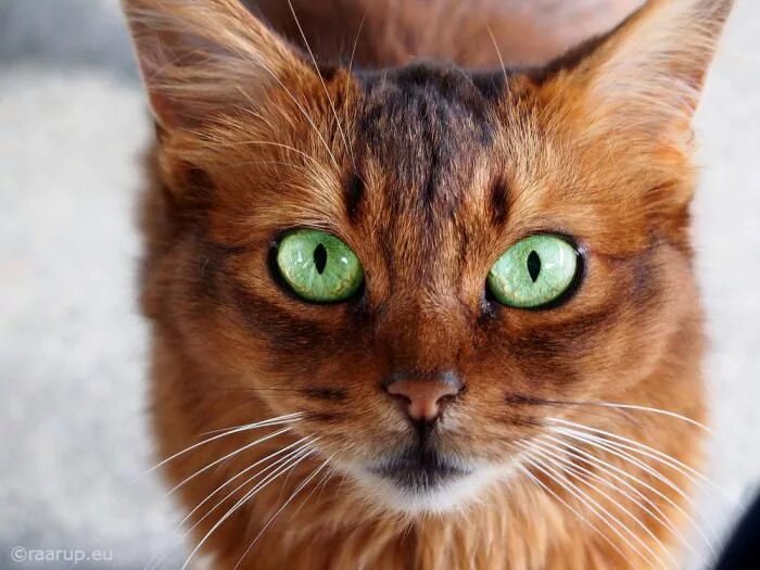 Кот с зелеными глазами фото 30 самых удивительных пород кошек Cat breeds, Abyssinian cats, Cute cats
