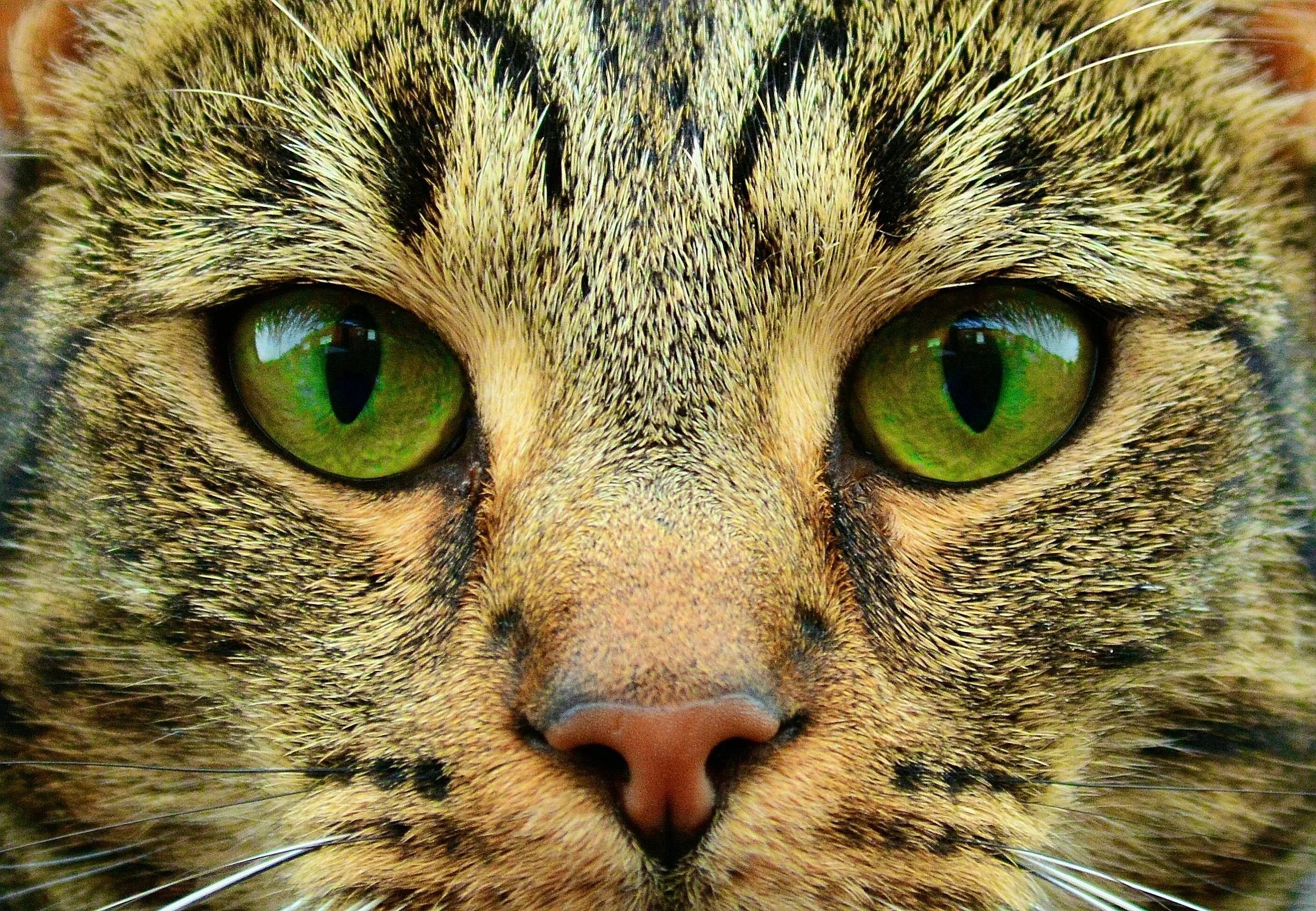 Кот с зелеными глазами фото Free Images : animal, cute, wildlife, pet, feline, fauna, close up, nose, whiske