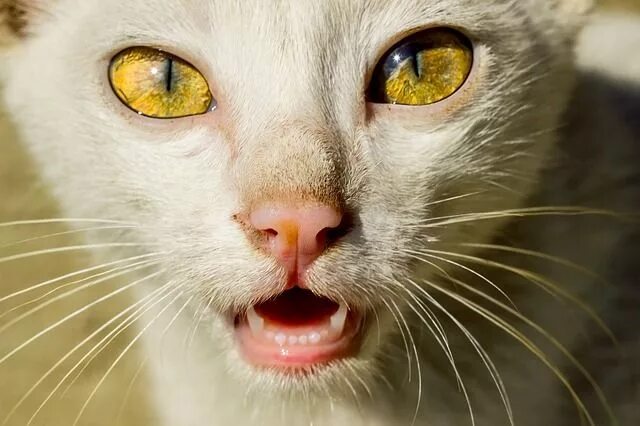 Кот с желтыми глазами фото Cat Face Cat'S Eyes - Free photo on Pixabay Cute cats photos, Beautiful kittens,
