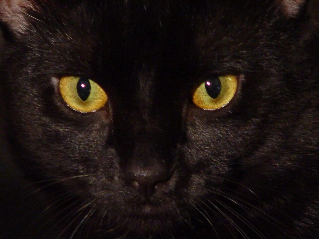 Кот с желтыми глазами фото Red Cat Eyes Wallpaper Wallpapers Eye Green Eyes Blue Cat Yellow Red Cats 1280x9