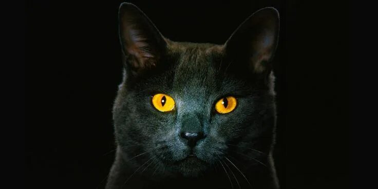 Кот с желтыми глазами фото Waarom krijgen katten gele ogen op de foto? Cat photography, Cats, Black cat pic