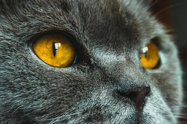Кот с желтыми глазами фото М'ятні спогади про тюльпанові сни. : Beautiful cats, Cats, Animals