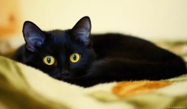 Кот с желтыми глазами фото Don't ask me off the bed... by gamebalance Gatitos lindos, Gatito, Gatos