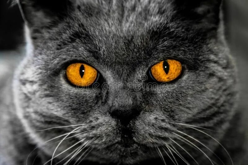Кот с желтыми глазами фото British Shorthair Cat Free Public Domain Cc0 Image Cat care, Cat breeds, Cat ado