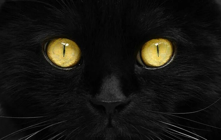 Кот с желтыми глазами фото Cats by photon-hunter.deviantart, via deviantART.com Cats, Cat photography, Blac
