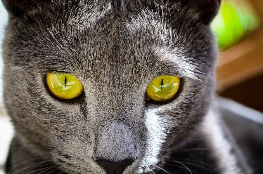 Кот с желтыми глазами фото Pin on Jager The Cat