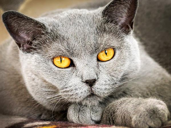 Кот с желтыми глазами фото Full Square Diamond Painting Cat 5D DIY Diamond Embroidery Sale Animals Cross St