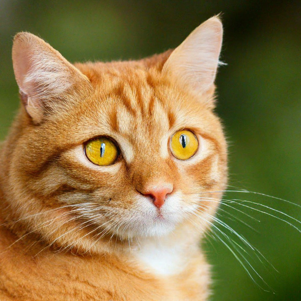 Кот с желтыми глазами фото "A ginger cat with big yellow eyes" - image created in Shedevrum
