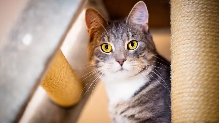 Кот с желтыми глазами фото Curious cat, yellow eyes, fur wallpaper Cat with blue eyes, Cats, Curious cat