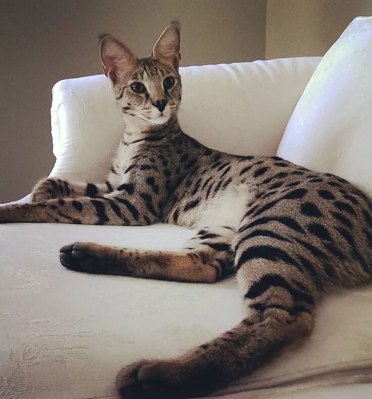 Кот саванна фото People Have Giant Cats Living In Their Houses And Oh My Goodness Savannah cat, S
