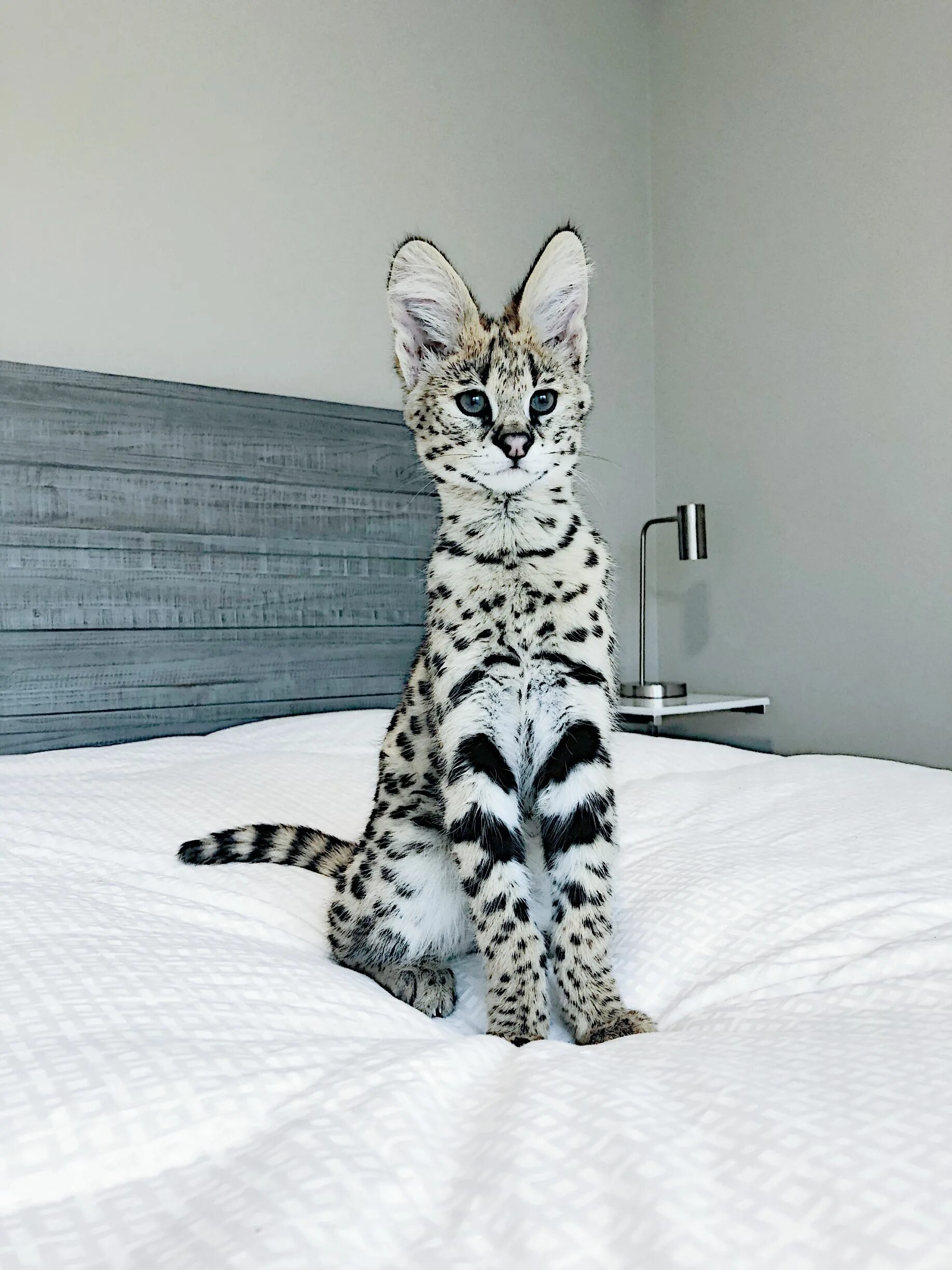 Кот саванна фото Pin on SERVAL Savannah kitten, Funny animals, Cats